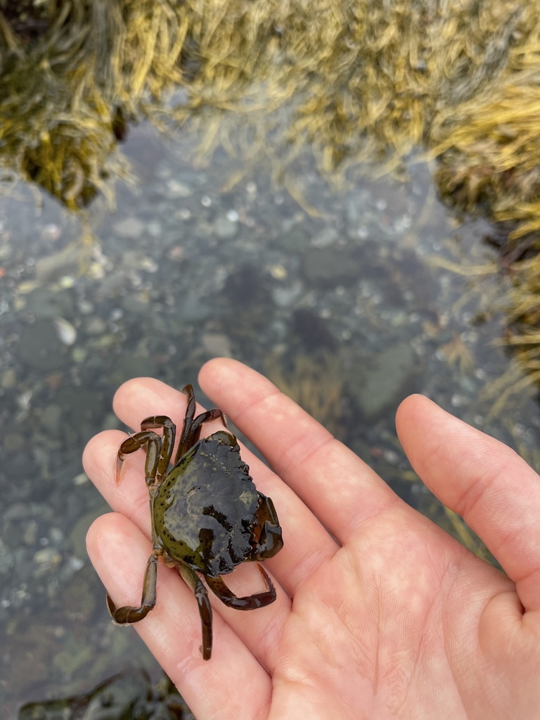 European Green Crab from Nahant Bay, Nahant, MA, US on August 23, 2022 ...