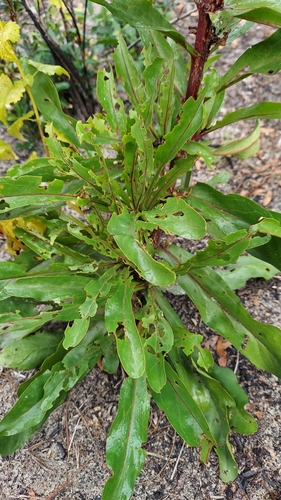 Image of Penstemon multiflorus by (c) Athena Philips, some rights reserved (CC BY)