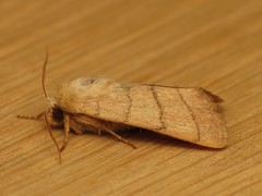 Charanyca trigrammica