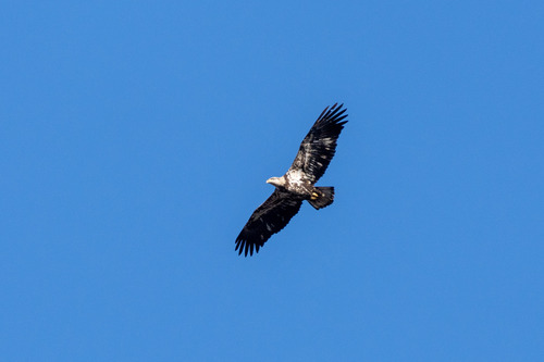 Bald Eagle photographed in Iowa