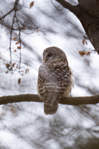Barred Owl photographed in Iowa