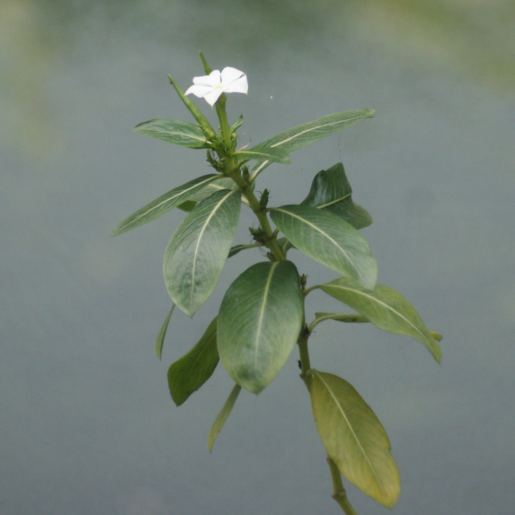 Imagem de Vinca
