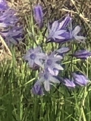 Triteleia
