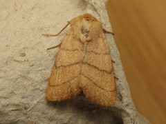 Charanyca trigrammica