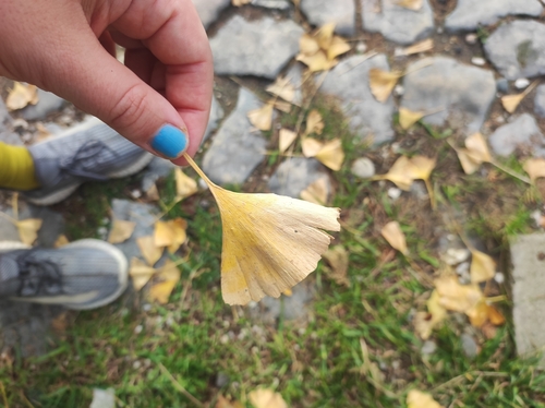ginko dvojlaločné (Ginkgo biloba)