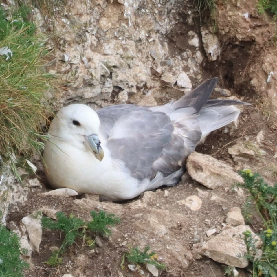 Northern fulmar resting on a rocky cliff ledge among grass