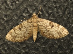 Eupithecia tantillaria