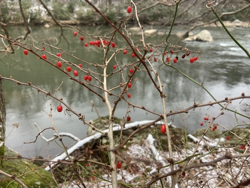 Foto de Pimenta-de-jardim