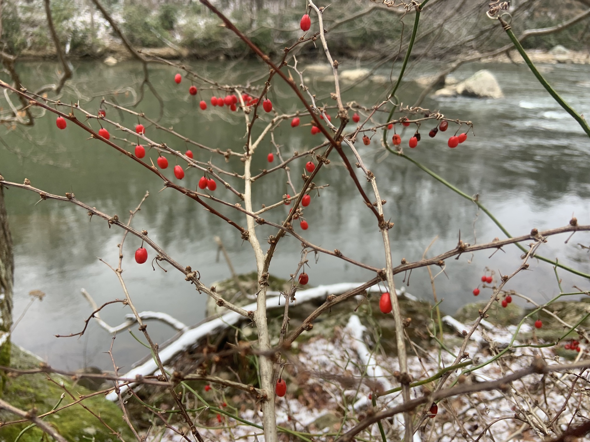 Imagem de Pimenta-de-jardim