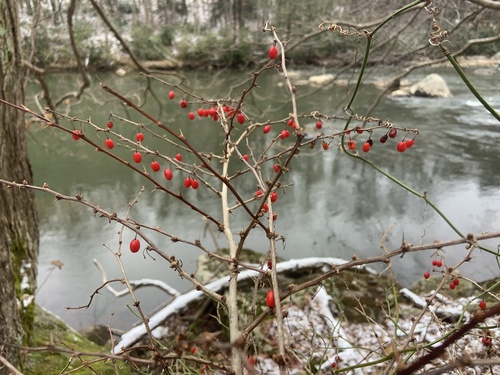 Foto de Pimenta-de-jardim