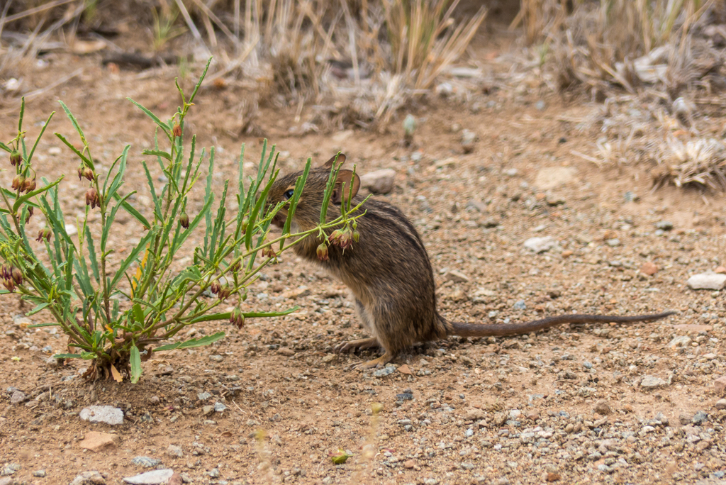 Cape Four-striped Grass Mouse from Chris Hani, Südafrika on December 2 ...