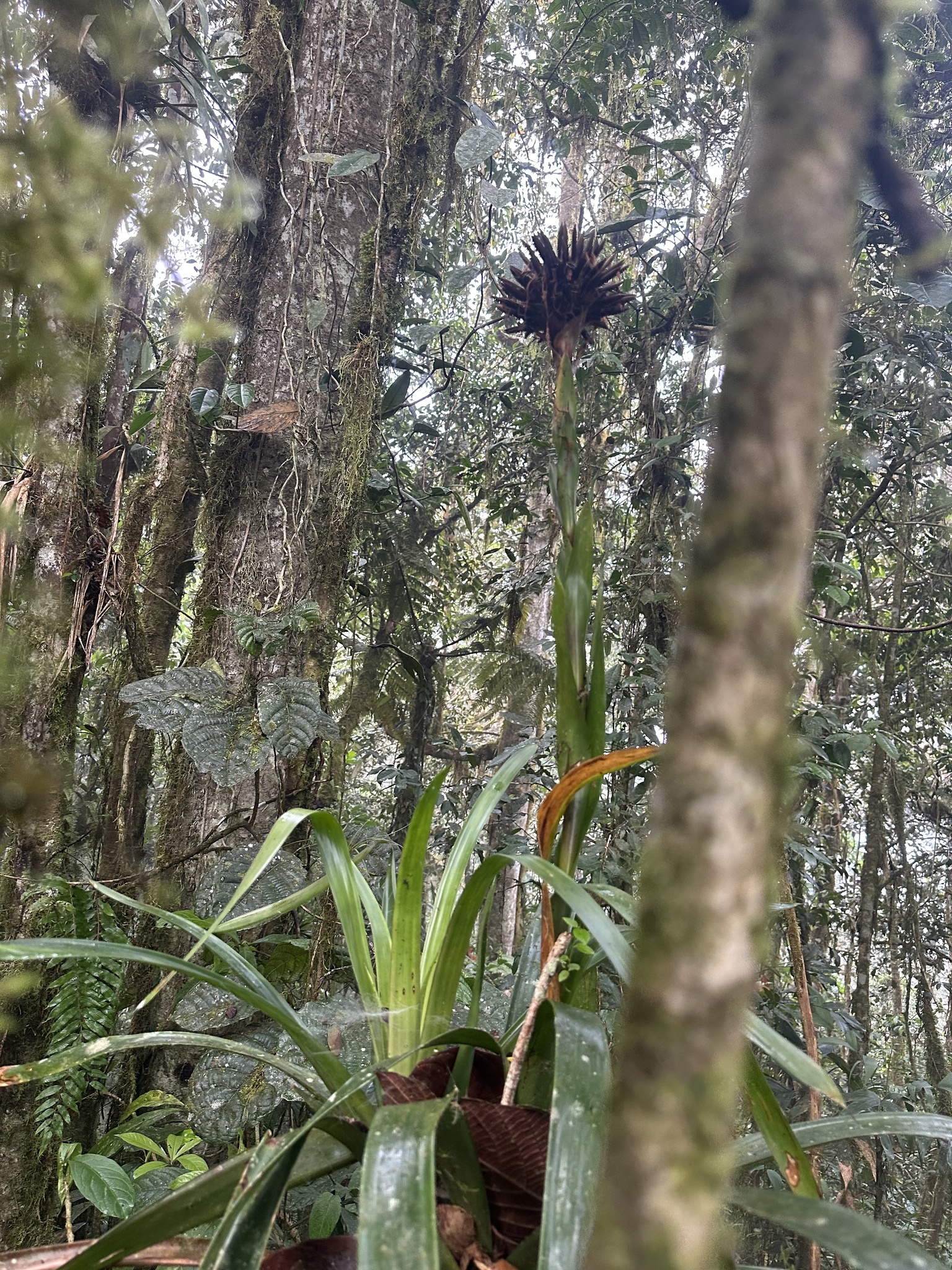 Imagem de Guzmania