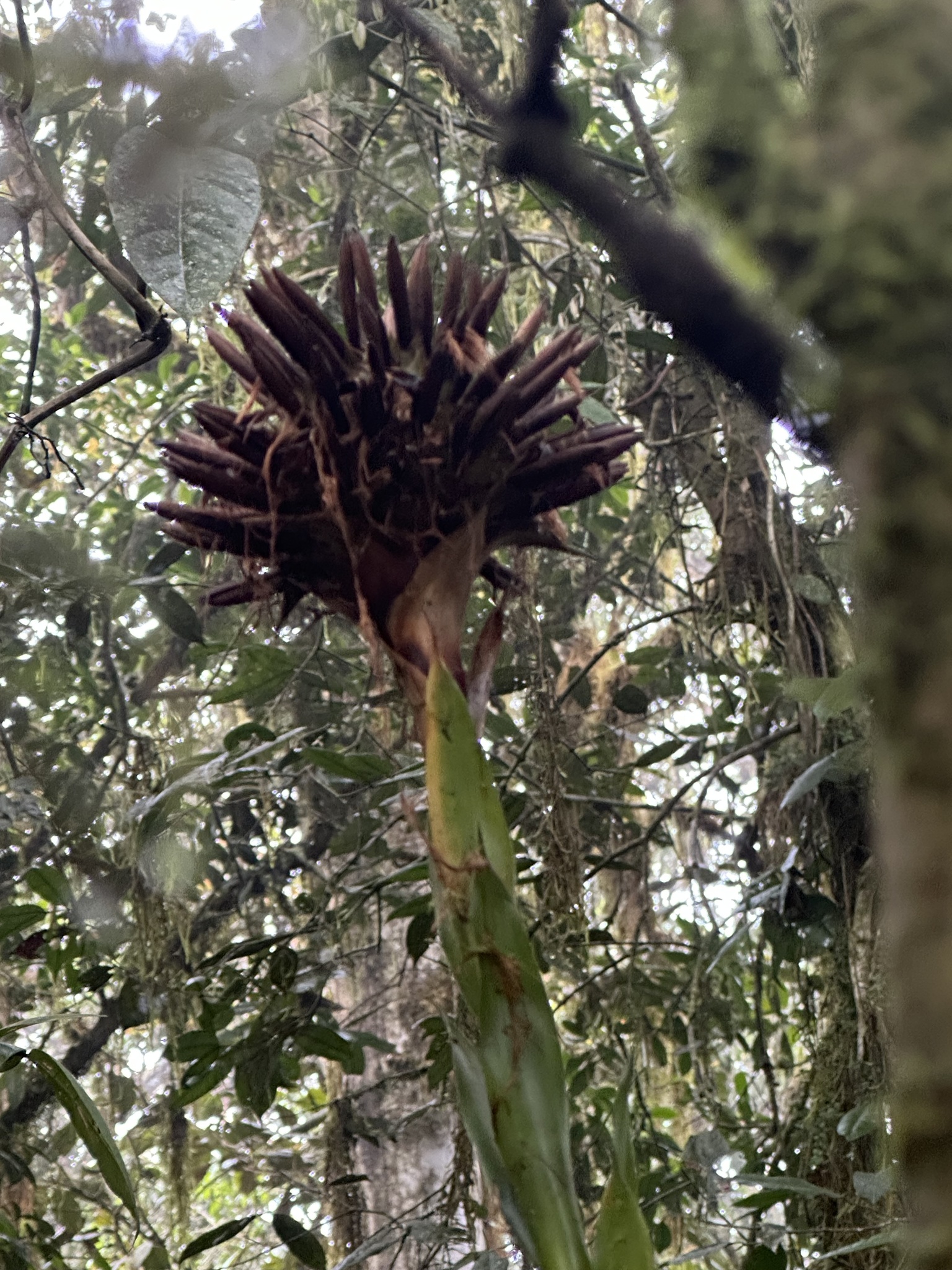 Imagem de Guzmania