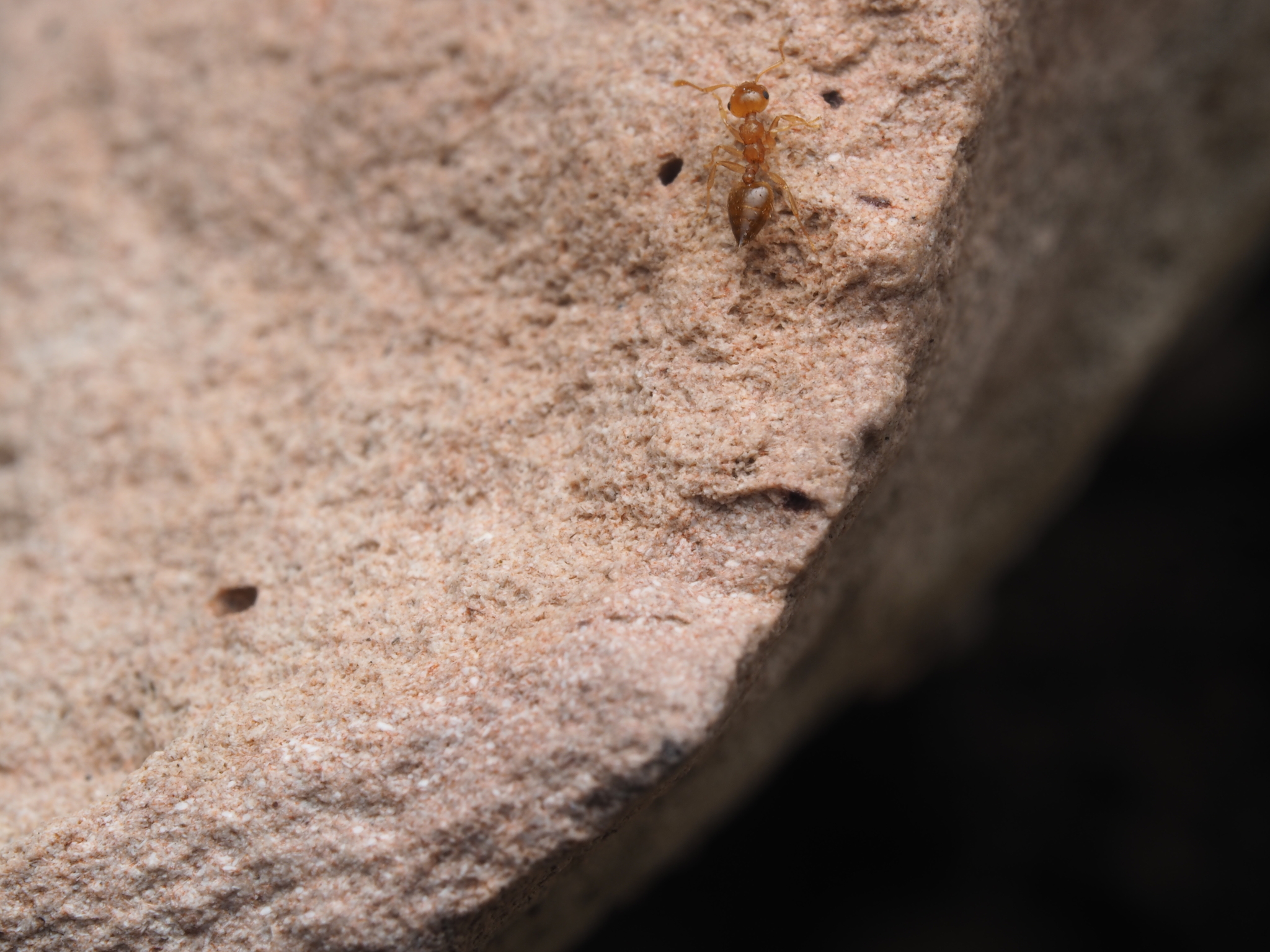 Crematogaster russoi