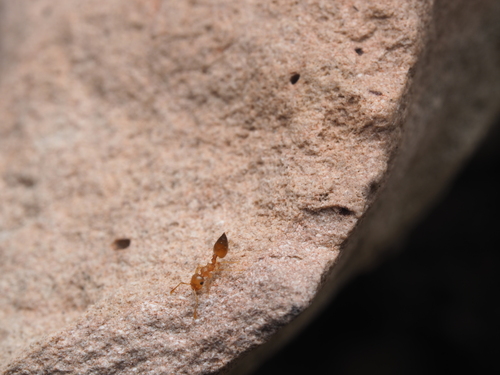 Crematogaster russoiCrematogaster russoi