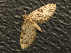 Eupithecia tantillaria