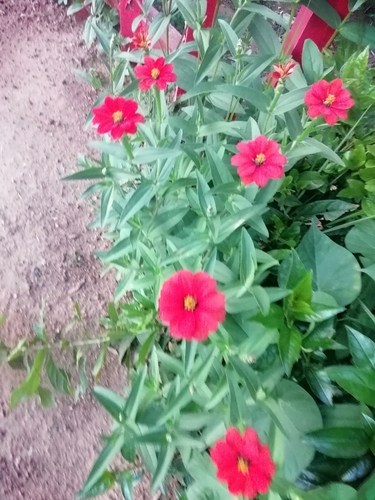 Foto de Zinnia