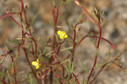 Image of Camissonia pusilla by (c) Steve Matson, some rights reserved (CC BY)