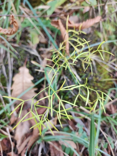 kosáčik obyčajný (Falcaria vulgaris)