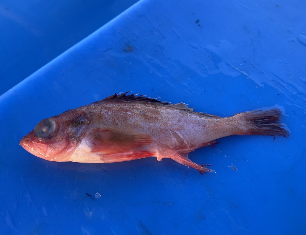 Harlequin Rockfish from North Pacific Ocean, Sitka, AK, US on January 1