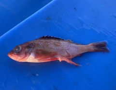 Harlequin Rockfish photo 4