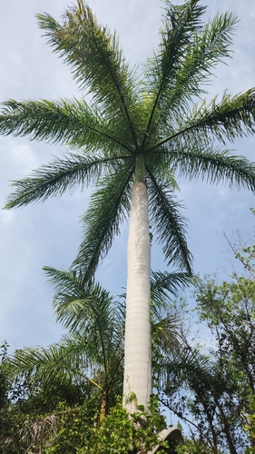 Palmeira-real