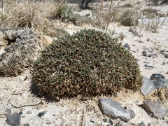 Ivesia kingii eremica