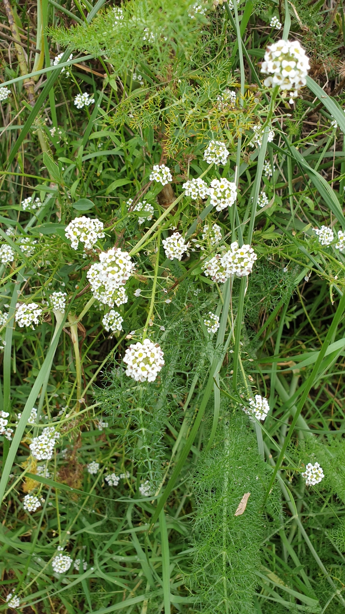Imagem de Alyssum