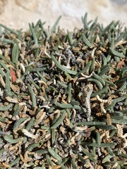Ivesia kingii eremica