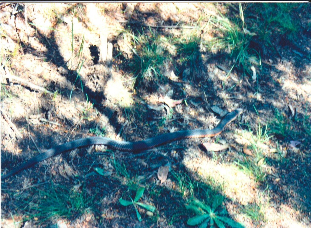 lowlands-copperhead-from-lysterfield-lake-victoria-australia-on-march