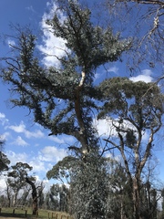 Eucalyptus canobolensis