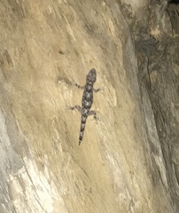 Hemidactylus mabouia