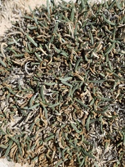 Ivesia kingii eremica