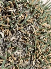 Ivesia kingii eremica