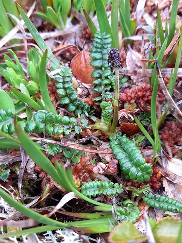 Image of Acaena pumila by (c) Flavien Saboureau, some rights reserved (CC BY)