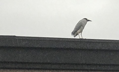 Nycticorax nycticorax