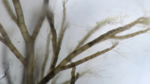 Polysiphonia nigrescens observed 2023-06-11