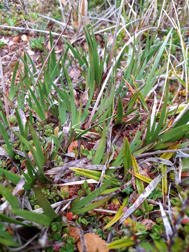 Arrowgrass from Antártica Chilena, CL-MA, CL on January 1, 2024 at 08: ...