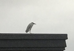 Nycticorax nycticorax