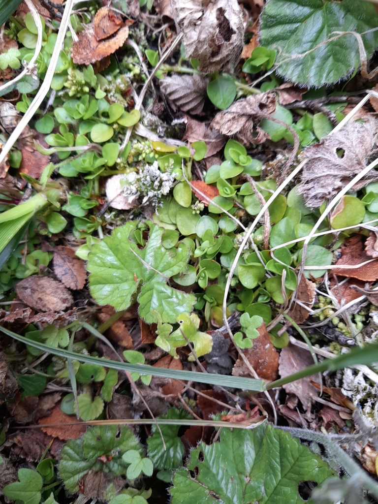 Foto de Planta-dinheiro