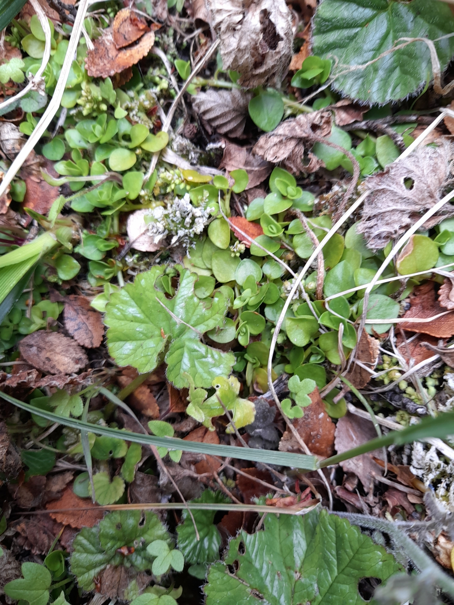 Imagem de Planta-dinheiro