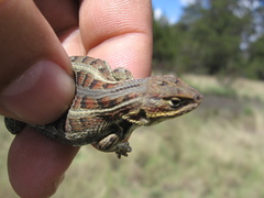 Sceloporus aeneus