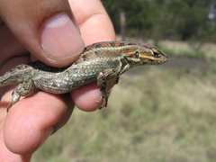 Sceloporus aeneus