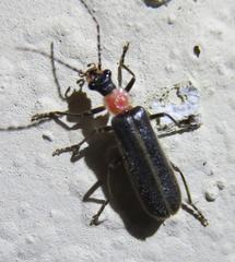 Podabrus quadratus