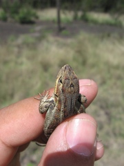 Sceloporus aeneus