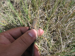 Sceloporus aeneus