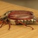 Escarabajo Sanjuanero - Photo (c) Donald Hobern, algunos derechos reservados (CC BY)