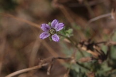 Erodium brachycarpum