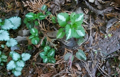Lamium maculatum