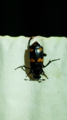 Nicrophorus sayi